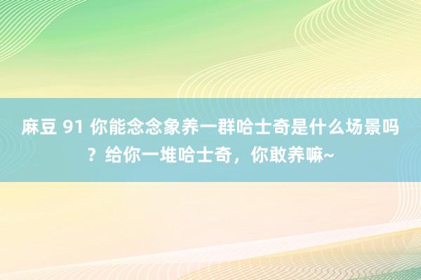 麻豆 91 你能念念象养一群哈士奇是什么场景吗？给你一堆哈士